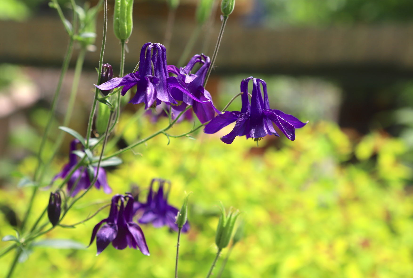 Newark Garden Tour